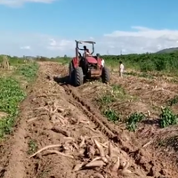 Machine de récolte de manioc à haut rendement en vente