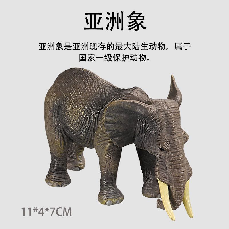 S051 elefante asiático