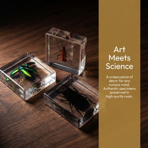 Kit Educativo de Ciencias Naturales con Insectos Taxidermiados en Resina Transparente para Material Escolar - Product Image 5