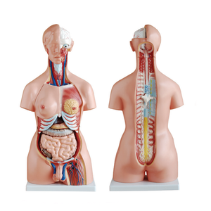 Modelo Anatómico <span class=keywords><strong>de</strong></span> Torso Humano <span class=keywords><strong>de</strong></span> 25 <span class=keywords><strong>Partes</strong></span>, Torso Bisexual con <span class=keywords><strong>Espalda</strong></span> Abierta, Modelo <span class=keywords><strong>de</strong></span> Anatomía <span class=keywords><strong>de</strong></span> Torso - Product Image 1