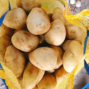 Pommes <span class=keywords><strong>de</strong></span> <span class=keywords><strong>terre</strong></span> fraîches Yukon Gold <span class=keywords><strong>Russet</strong></span> certifiées Global GAP HACCP, emballage <span class=keywords><strong>de</strong></span> 5 kg, 10 kg, 15 kg, carton pour supermarché, export - Product Image 1