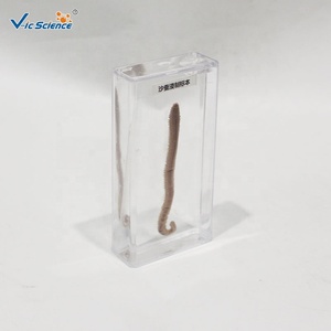 Campione di Nereide Marina Immersa in Soluzione Chimica, Vero Esemplare di Verme Segmentato per l'Educazione in Classe di Invertebrati CE/ISO/ROHS - Product Image 3