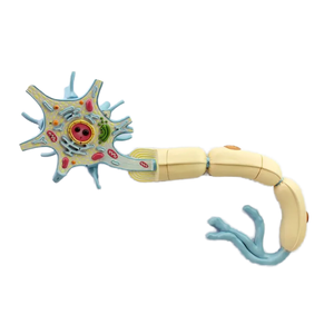 Modèle d'anatomie de cellule neuronale humaine avec gaine myelinique pour l'enseignement de la <span class=keywords><strong>biologie</strong></span> médicale - Product Image 1