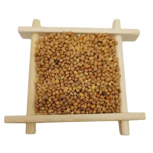 New crop red /white /yellow millet glutinous broom corn millet foxtail millet for bird seed