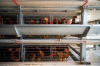 Poulailler Élevage de volailles cage à poulets de type h avec contrôle automatique de la température
