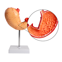 Modelo de estómago de tamaño natural Simulación Mucosa gástrica Sistema vascular Desmontaje para ciencia médica Órgano del sistema digestivo