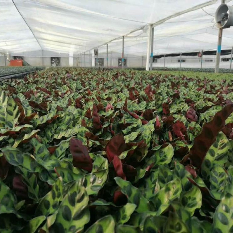 Саженцы растений тканевая культура саженцы леопарда arrowroot