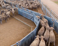 Corridor de manutention pour moutons réglable de 6 pieds, système de manutention portable en métal pour ranch et ferme avec fonction de passage, chutes pour bétail