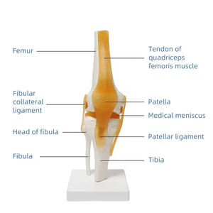 อุปกรณ์การสอนวิทยาศาสตร์ทางการแพทย์โครงกระดูกข้อเข่าของมนุษย์พร้อมแบบจำลองข้อเข่า - Product Image 4