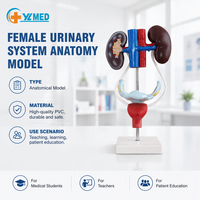 Modèle anatomique du système urinaire féminin humain, système génito-urinaire, rein, vessie, urétére, modèle anatomique pour les étudiants en soins infirmiers, cours en classe, laboratoire, enseignement, CE/ISO