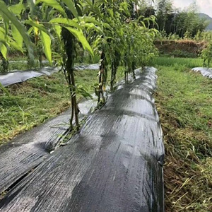 Tapis <span class=keywords><strong>plastique</strong></span> anti-mauvaises herbes tissé PP couverture de sol pour l'agriculture - Product Image 4