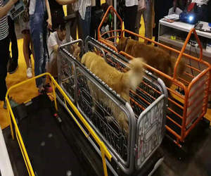 <strong>Electric</strong> <strong>Dog</strong> Agility <strong>Training</strong> Equipment Pet <strong>Dog</strong> <strong>Training</strong> Treadmill - Product Image 6