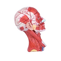 Modèle de dissection crânienne en 10 parties pour les nerfs et les vaisseaux cérébraux, avec muscles de la tête, pour l'enseignement de l'anatomie médicale, en PVC, pour la formation médecins et les étudiants en médecine