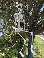 SIPKLR Décoration d'Halloween squelette de singe de 85 cm, accessoire de squelette animal en plastique durable pour la décoration de maison hantée et de cimetière