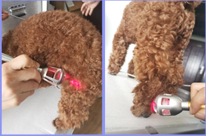 Dispositivo Laser Terapeutico a Diodi di Classe <span class=keywords><strong>IV</strong></span> 15W 20W 980nm per Recupero Post-Operatorio e Gestione del Dolore negli Animali - Product Image 4