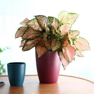 थोक दो रंग फूल के बर्तन मैसेटस डी वाइरो प्लास्टिक गार्डन पौधे फूल बर्तन नर्सरी रोपाई पॉट - Product Image 3