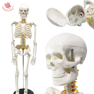 Bộ xương con người mô hình 85cm frt005 W/tủy sống và thần kinh giải phẫu Bộ Xương cấu trúc mô hình y tế con người nghiên cứu mô hình - Product Image 4