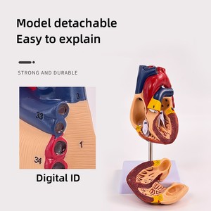 डिजिटल पहचान के साथ एक प्राकृतिक बड़ा दिल शरीर रचना शिक्षण मॉडल - Product Image 3
