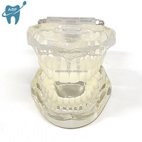 [Aifan Dental] estándar modelo de dientes práctica falsa dental M7001 modelo estándar Dental modelo