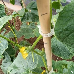 Clips <span class=keywords><strong>de</strong></span> support <span class=keywords><strong>de</strong></span> jardin en PVC blanc/noir, petits, durables, anti-UV, garantie 3 ans pour tomates, poivrons, vignes, treillis suspendus, agriculture - Product Image 6