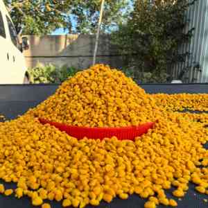 Tự nhiên chất lượng cao tinh khiết tự nhiên sen phấn hoa ong hạt cao cấp nhà máy chiết xuất cấp thực phẩm Lotus phấn hoa ong - Product Image 2