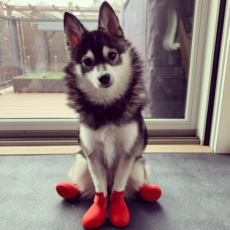 Modern Style Waterproof Silicone Dog Rain
