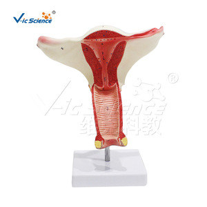 Modèle de l'utérus du système reproducteur féminin, en PVC haute précision, avec des étiquettes numériques correspondant aux noms des organes. - Product Image 1