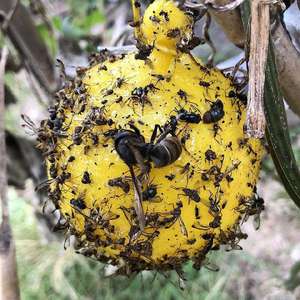 Venta Directa de Fábrica, Trampas Adhesivas Amarillas para Moscas de la Fruta de Varios Tamaños Personalizables, Pegatinas para Insectos, Trampas de Pegamento, Bolas Adhesivas - Product Image 1