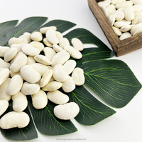Grosses Haricots Blancs Nouvelle Récolte 45-50 Grains Directement De Chine