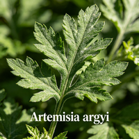 Feuille d'armoise (Artemisia argyi) – Matière première végétale aromatique pour thé floral, pâtisserie, collation, colorant alimentaire vert, encens, savon