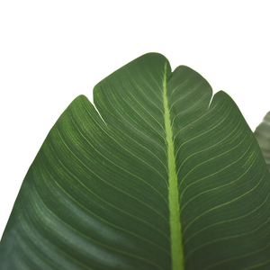 Venta caliente 80-220cm Plantas artificiales de viaje Faux Tropical Potted <span class=keywords><strong>Banana</strong></span> <span class=keywords><strong>Tree</strong></span> para Decoración - Product Image 6