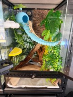 Décoration de bureau en coquille de noix de coco pour reptiles avec mini-pont, style naturel, ventouse – Accent unique pour étagères et rebords de fenêtre