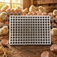 Plateau à œufs en plastique 720*500*35mm pour 176 œufs de poule, de canard et d'oie – Fournisseur d'usine