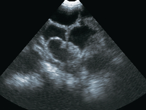 YSB-U3V Ysenmed animaux échographie <span class=keywords><strong>secteur</strong></span> sonde de balayage échographie médicale pour animaux de compagnie échographie vétérinaire portable - Product Image 6