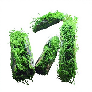 Ornements en plastique créatifs, ensemble de décoration de <span class=keywords><strong>jardin</strong></span> fait à la main, fenêtre, plante tropicale de la forêt tropicale, design d'angle, utilisation en extérieur/intérieur - Product Image 1