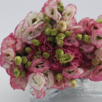 Bunga Eustoma Lisianthus Pink Sunshine dengan Sentuhan Realistis, Bunga Utama untuk Dekorasi, Mawar Kertas, Karangan Bunga, dan Tanaman