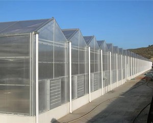 Invernadero Grande de Policarbonato con Estructura Galvanizada, Control Automático de Temperatura, Riego por Goteo y Red Antiinsectos - Product Image 1