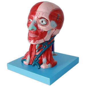 Natural grande cabeça humana e pescoço modelo do músculo <span class=keywords><strong>vascular</strong></span> fixado modelo cérebro - Product Image 6