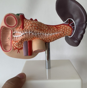 Menselijk Milt Model Viscerale Alvleesklier Functie Alvleesklier Milt Lever Galblaas Twaalfvingerige Darm Model 1:1 Gezonde Gewone Alvleesklier - Product Image 5