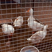 Clôture en treillis soudé en acier doux galvanisé antirouille à mailles carrées pour fermes, poulaillers, cages à lapins et élevages