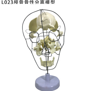 Modelo de cráneo humano médico 1:1 para adultos, anatomía del cráneo, simulación de especímenes de cráneo para enseñanza - Product Image 2