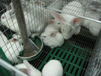 Équipement d'élevage automatique pour lapins Rex, système de cages à 1 et 2 niveaux