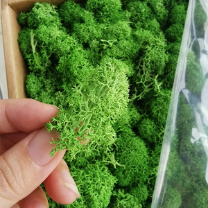 Wholesale Natural Stabilized Decorative Preserved <strong>Moss</strong> Natural Green Plants Preserved <strong>Moss</strong> for Decorative - Product Image 6