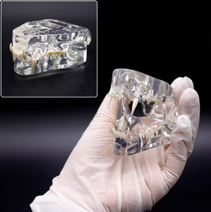 Modelo Anatómico de Dientes de Gato Transparente de PVC para Ciencias Médicas, Modelo de Dientes de <span class=keywords><strong>Felidae</strong></span> - Product Image 2