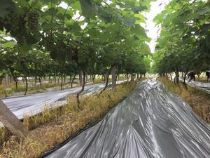 <span class=keywords><strong>Film</strong></span> <span class=keywords><strong>de</strong></span> paillis en plastique <span class=keywords><strong>de</strong></span> tomate 100mic paillis en plastique noir <span class=keywords><strong>pour</strong></span> paillis <span class=keywords><strong>de</strong></span> légumes agricoles - Product Image 5