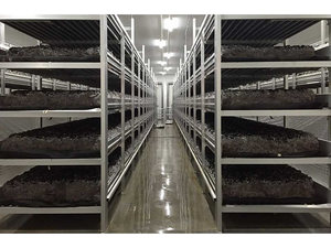 Heavy Load Button Mushroom <b>Cultivation</b> Rack Rustproof Aluminum Alloy Shelf For Large Mushroom Factory - Product Image 3