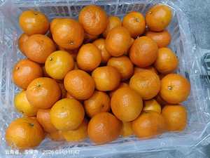 Oranges fraîches 10 kg, agrumes avec une durée de conservation d'un an, provenant du Jiangxi, Chine - Product Image 6