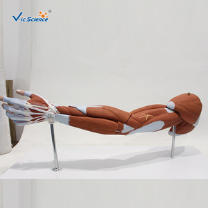 Modèle musculaire du membre supérieur humain (7 parties) : spécimen de structure musculaire détachable pour l'enseignement de l'anatomie. - Product Image 3