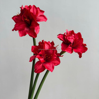 Fleur artificielle réaliste de style chinois C210, Lys de Kaffir fait main, toucher réel, impression 3D, orchidée de haute qualité, Clivia simple