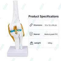 Modèle d'enseignement anatomique de l'articulation du genou humain en plastique grandeur nature avec ligaments